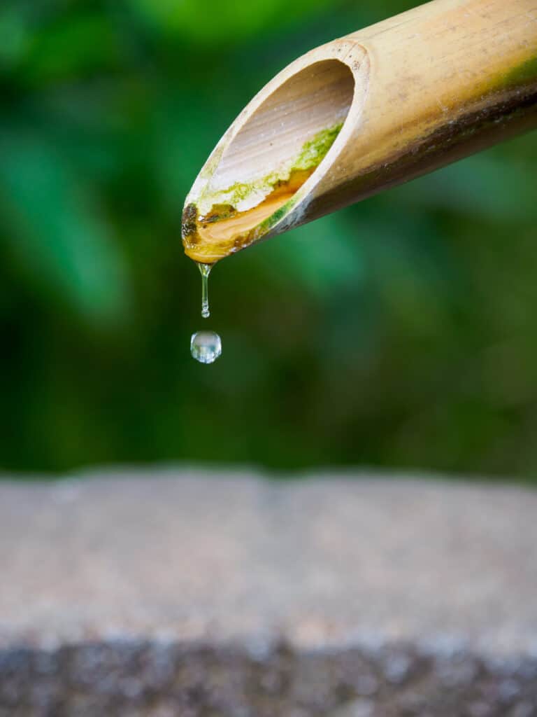 Bambou et eau: Goutte de vie dans un jardin serein Une goutte d'eau cristalline tombe d'un bec en bambou patiné de mousse verte. Arrière-plan flou et verdoyant.