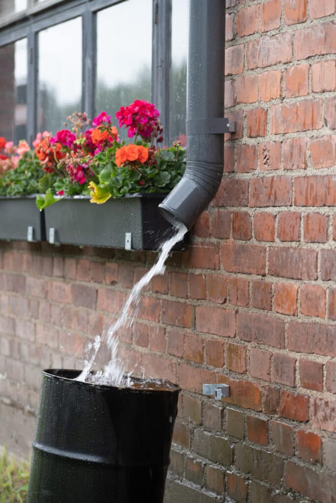 Récupération eau de pluie: gouttière et baril sous la pluie Eau de pluie coulant d'une gouttière grise dans un baril noir sur fond de mur de briques humides et jardinières fleuries sous la pluie.
